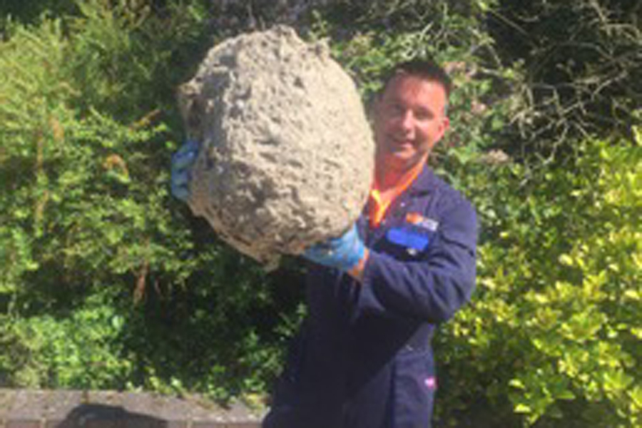 Giant wasp nests discovered in Baughurst attic