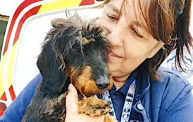 Laura Is Top Dog For Seventh Year